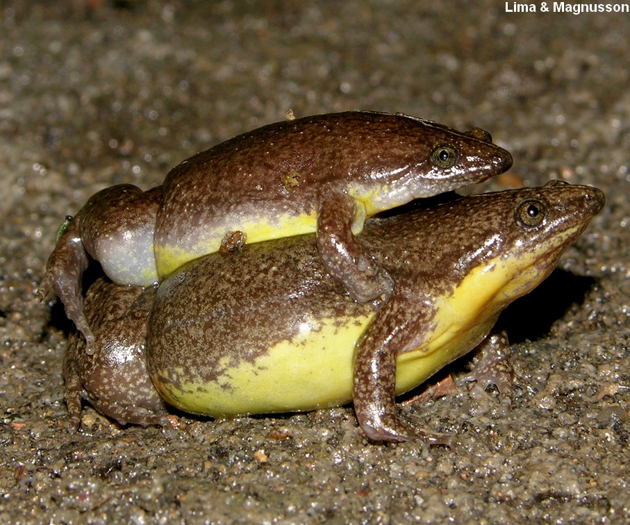 Elachistocleis bicolor ppbio.inpa.gov.br/inicio